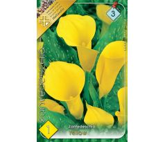 Zantedeschia - yellow