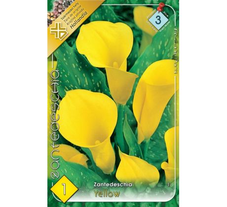 Zantedeschia - yellow