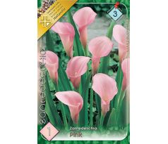 Zantedeschia - pink