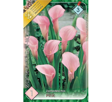 Zantedeschia - pink