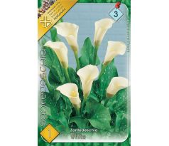 Zantedeschia - white