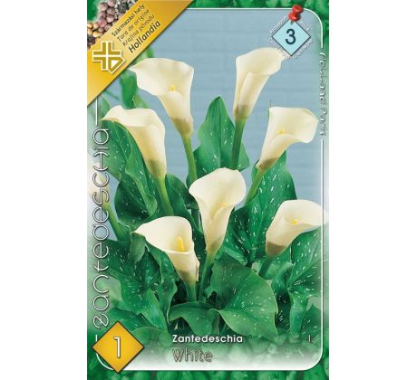 Zantedeschia - white