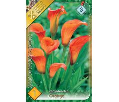 Zantedeschia - orange