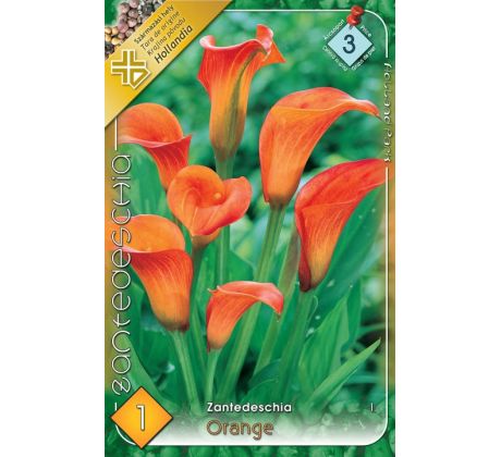 Zantedeschia - orange