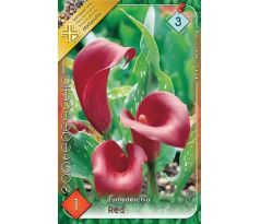 Zantedeschia - red