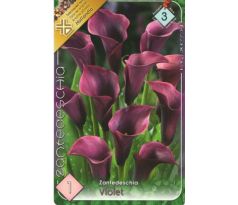 Zantedeschia - Violet