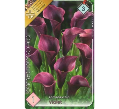 Zantedeschia - Violet