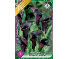 Zantedeschia - Schwarzwalder