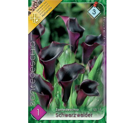 Zantedeschia - Schwarzwalder