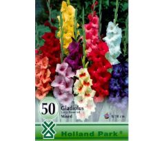 Gladiolus large flowered - mixed/50ks