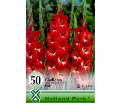 Gladiolus large flowered - red/50ks