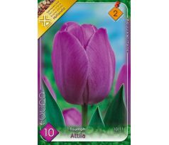 Tulipa - Attila