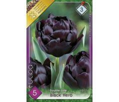 Tulipa BlackHero